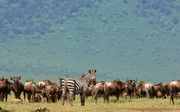 极旅行推出9天8晚坦桑尼亚游猎之旅