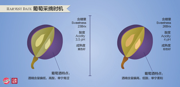 影响葡萄酒风味的6大酿酒工艺