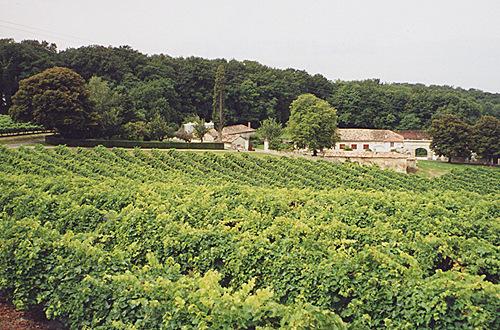 图片来源：Cognac Vineyard