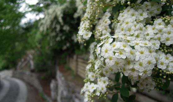 琼花掩映的幽静小路