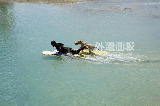 不少游客带着宠物一起度假，金毛犬已经能熟练跳上滑水板