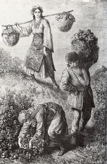 1870年的版画上，描绘了当时卡赞勒克人采摘玫瑰的场景
