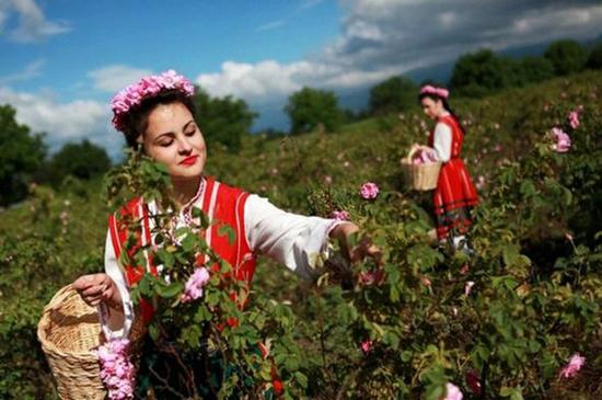 身着传统服装采摘玫瑰的保加利亚姑娘