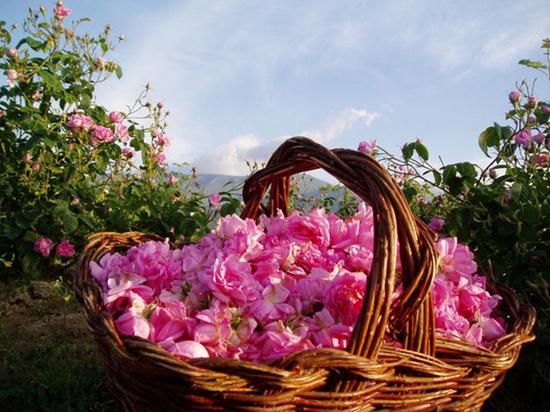 就算玫瑰谷拥有有7000多种的玫瑰花，但也仅仅只有4种才可以提炼出珍贵的玫瑰精油