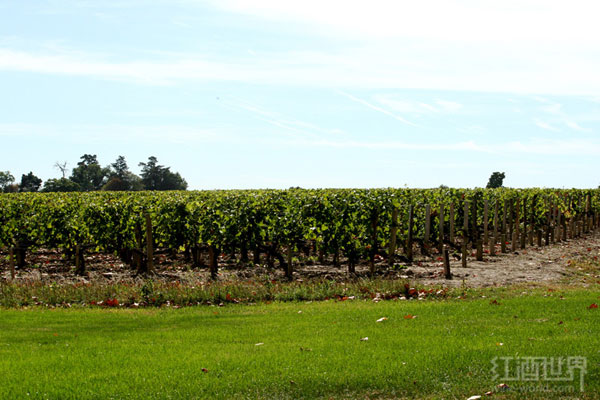 拉菲、木桐，法国名庄的葡萄园你都见过么？