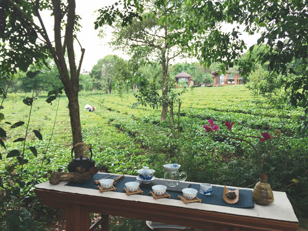 罗莱夏朵茶之路 邀您共赴茶文化之旅