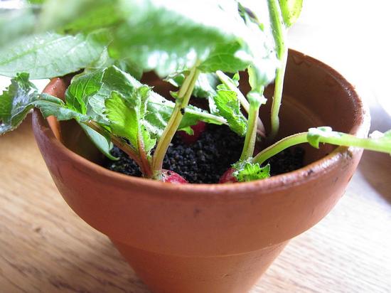 Radish， soil and grass 小萝卜、土和草