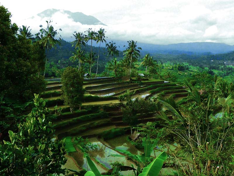 巴厘岛Alila Manggis阿里拉曼吉丝度假村