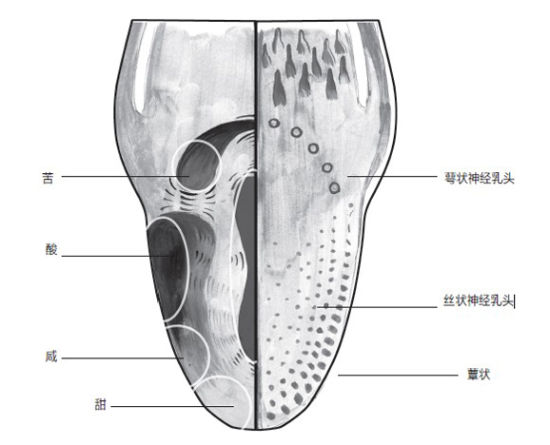 舌头对各种味道的敏感度