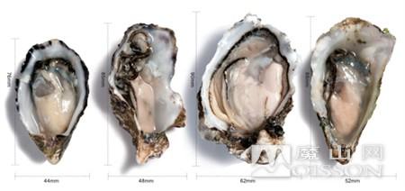 (左一)Cloudy Bay Lagoon, Tasmania, Austrilia(左二)Pacific Gigas(右二)Eagle Rock(右一)Fine de Claire